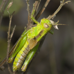 /photos/grasshopper1.jpg