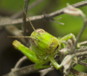 /photos/grasshopper2.jpg